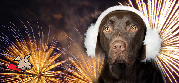cani fuochi artificio