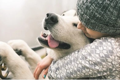 amore del cane