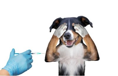 Vaccino per cani