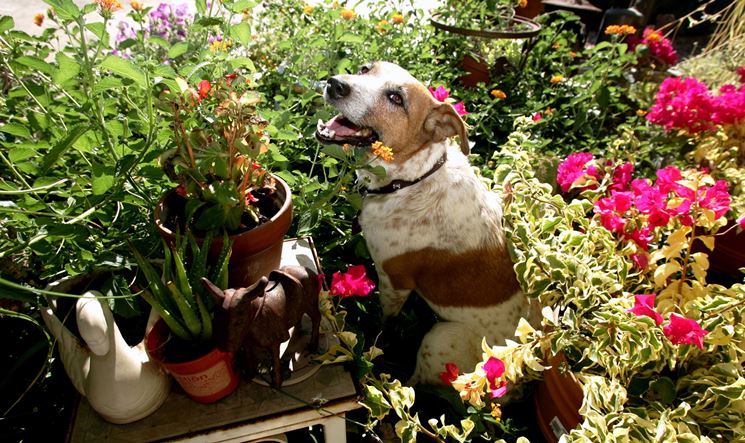 piante velenose per cani