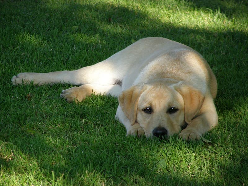 yellow labrador retriever lying on green grass field during daytime