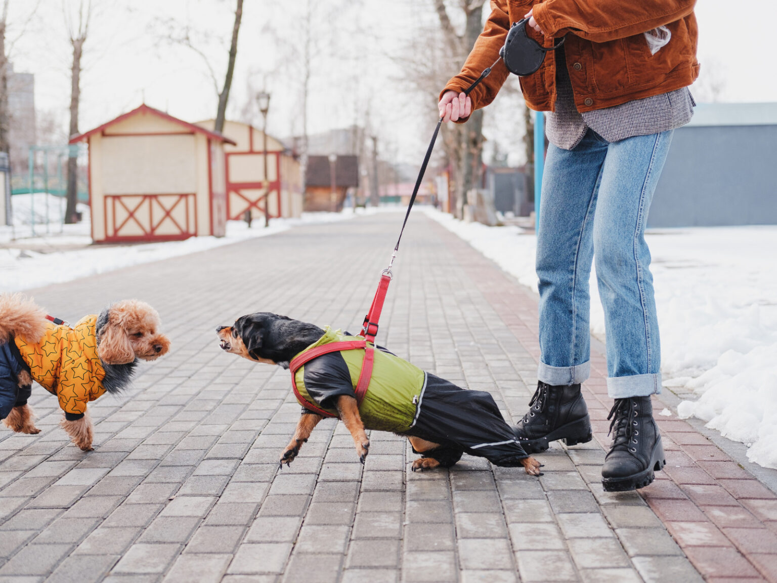 Cane aggressivo gestito al guinzaglio con calma, socializzazione controllata
