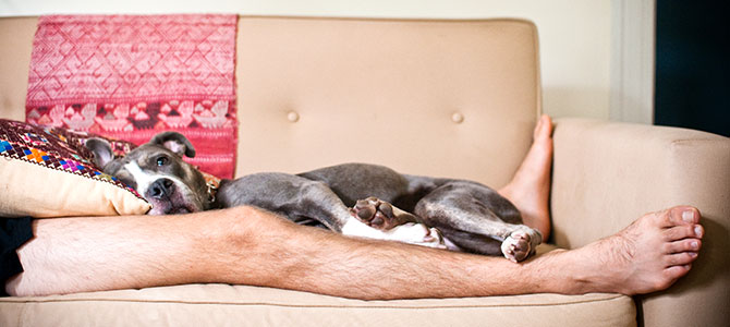 cane sul letto o divano