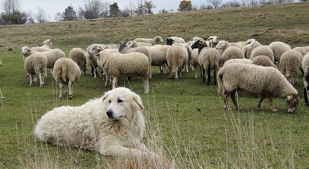 cane da pastore