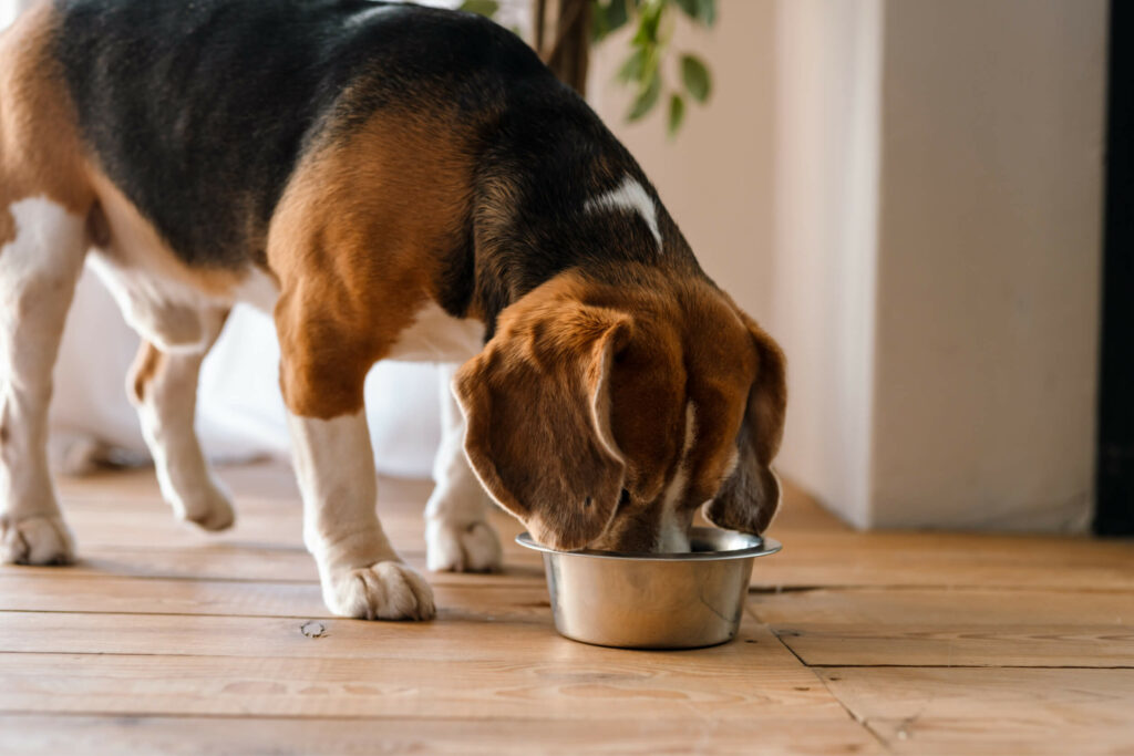 beagle dog eating from a bowl 2022 01 28 04 30 19 utc
