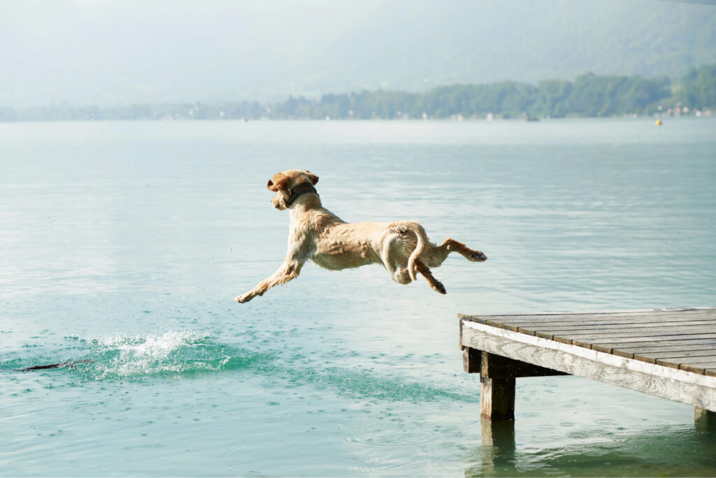 dog jumping off pier into lac d annecy annecy fr 2022 03 07 23 53 53 utc
