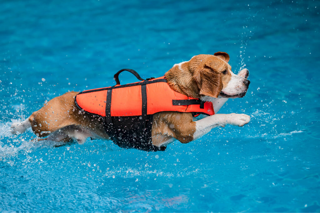dog jumps into the pool 2022 08 01 01 27 15 utc