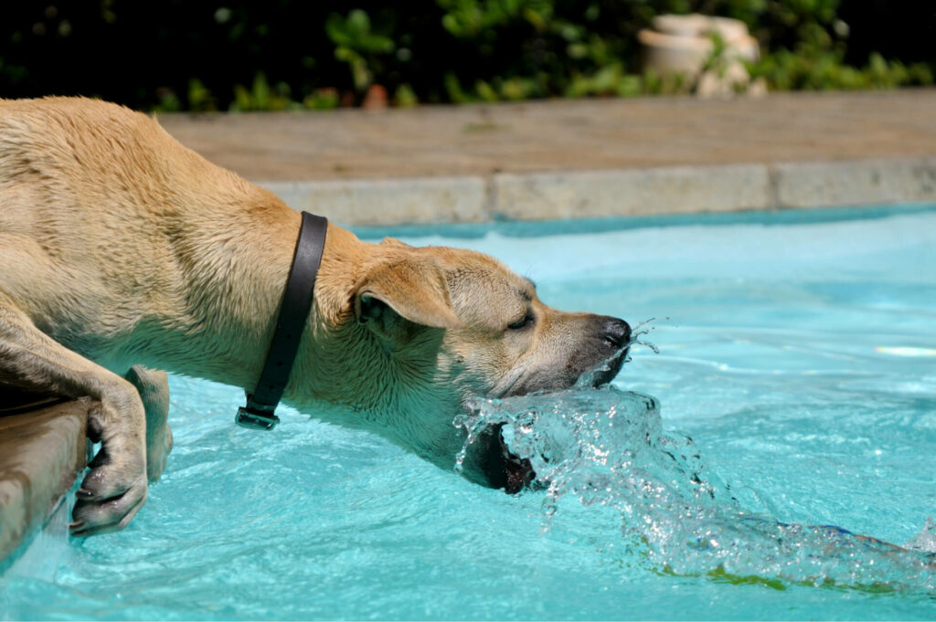 dog playing with water 2021 08 26 15 34 25 utc