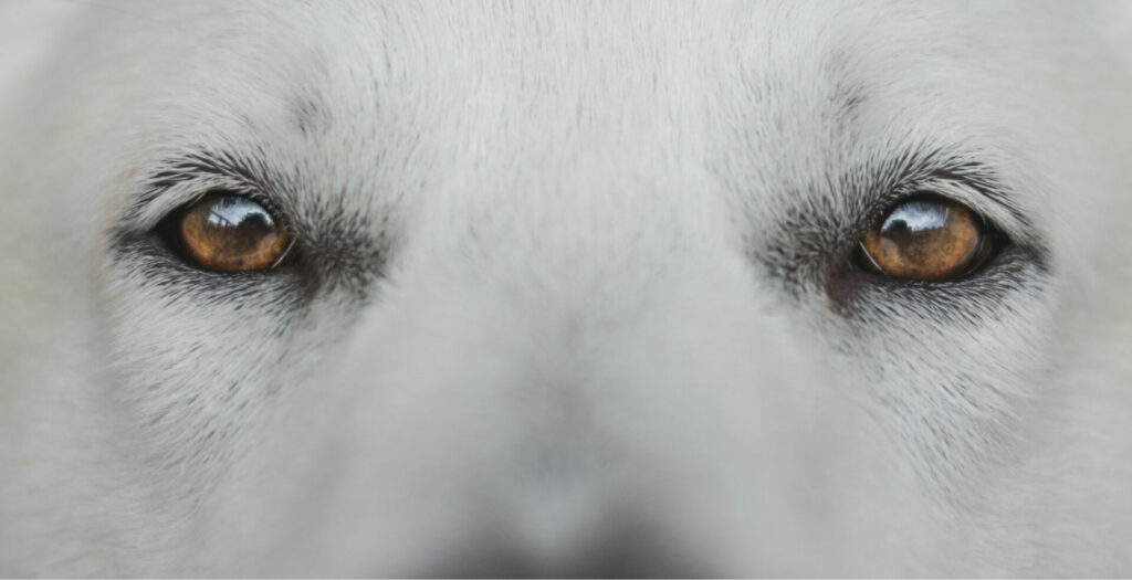 eyes of white dog 2022 03 04 06 03 24 utc