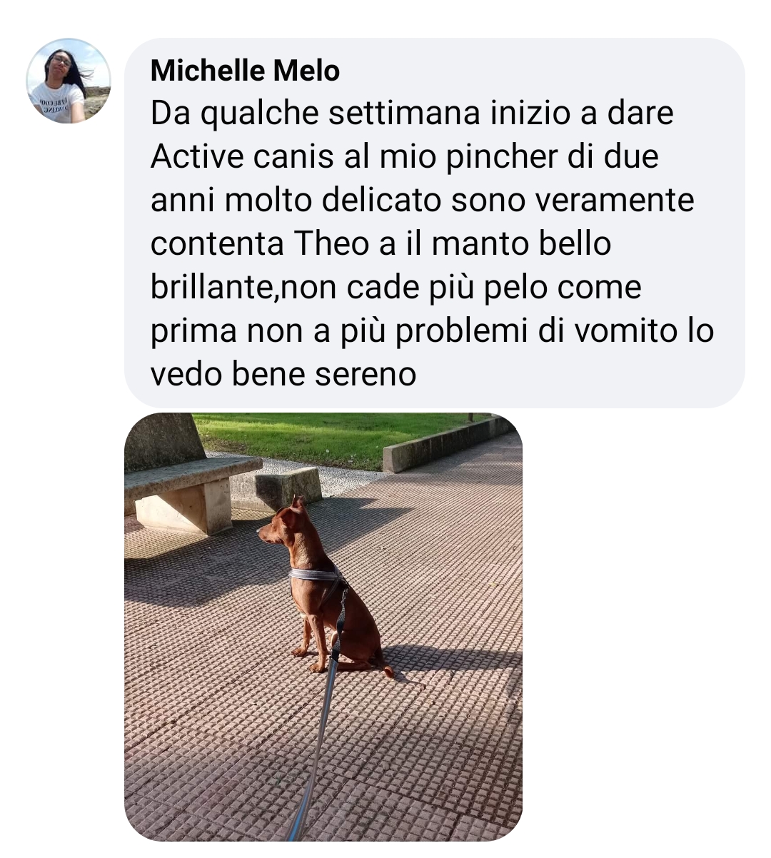 Michele Mello pincher vomito