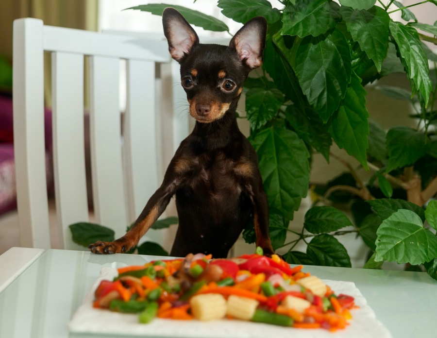 cute dog eating vegetables 2022 10 31 23 24 04 utc