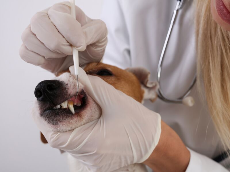 curare prevenire alitosi cane