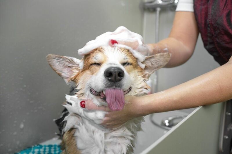 fare il bagno al cane