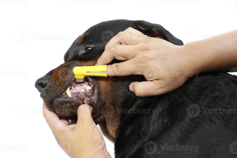 lavare denti cane