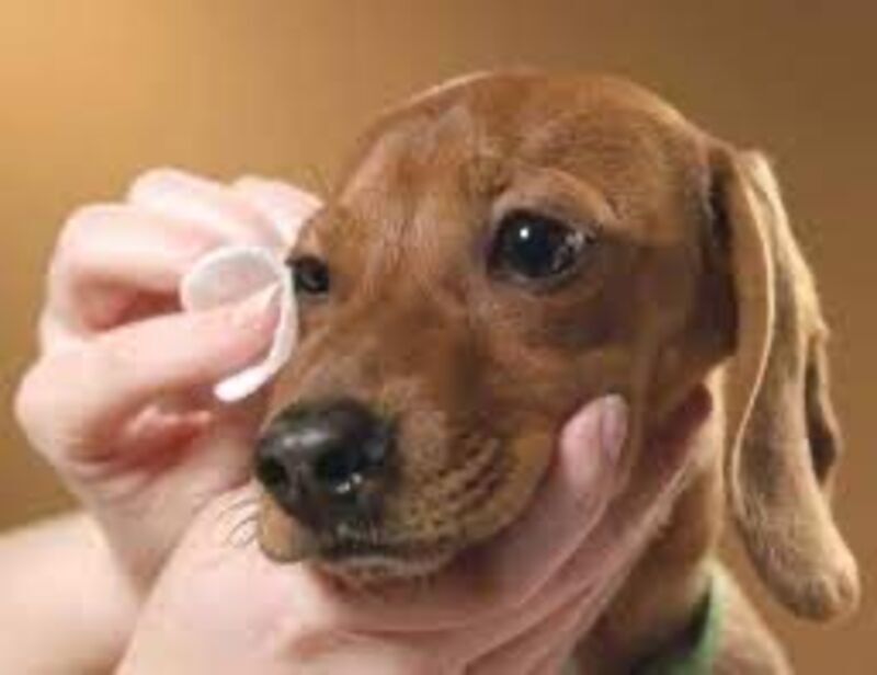 pulire occhi orecchie cane