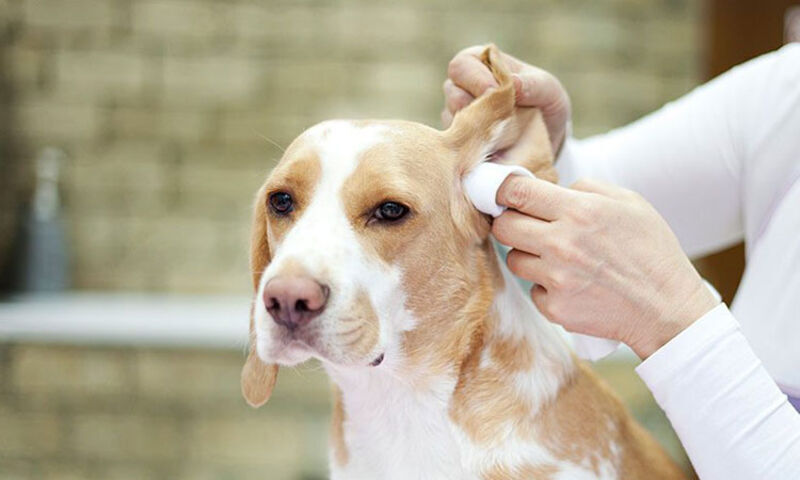 pulire orecchie cane