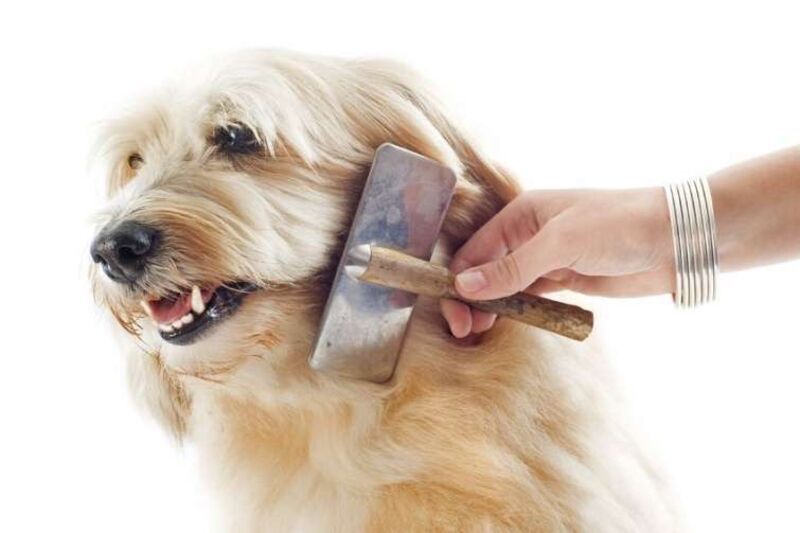 spazzolare il cane