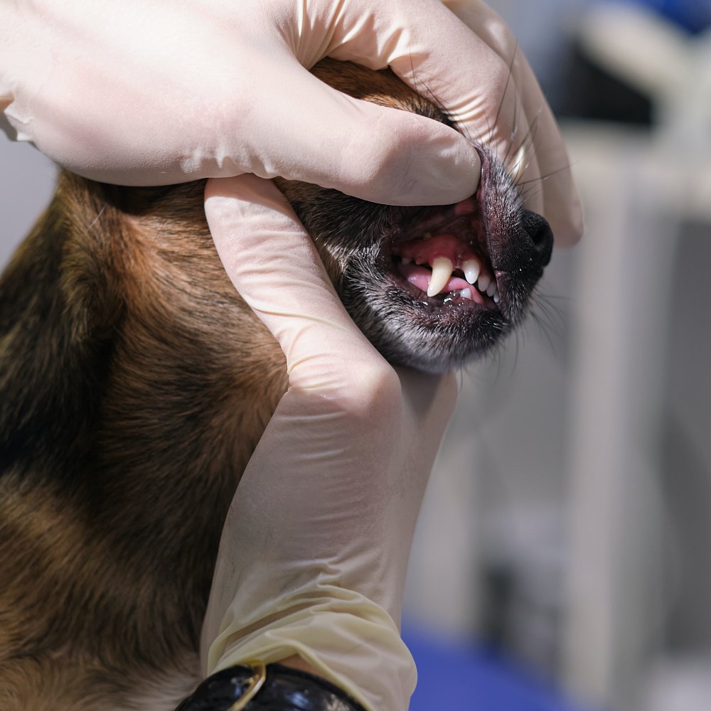 veterinarian examines a dog teeth consultation wi 2023 04 05 05 19 40 utc