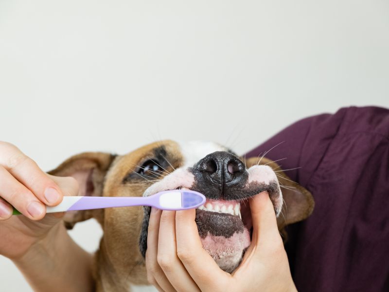 routine di igiene orale cane