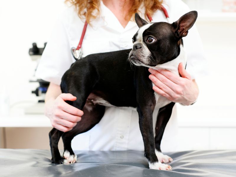 check up dermatologico cani