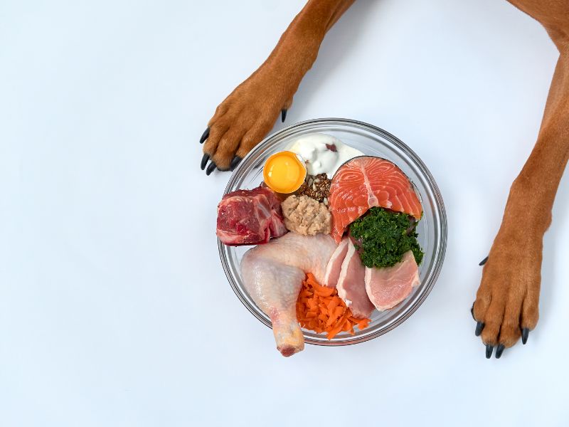 piano alimentare cani