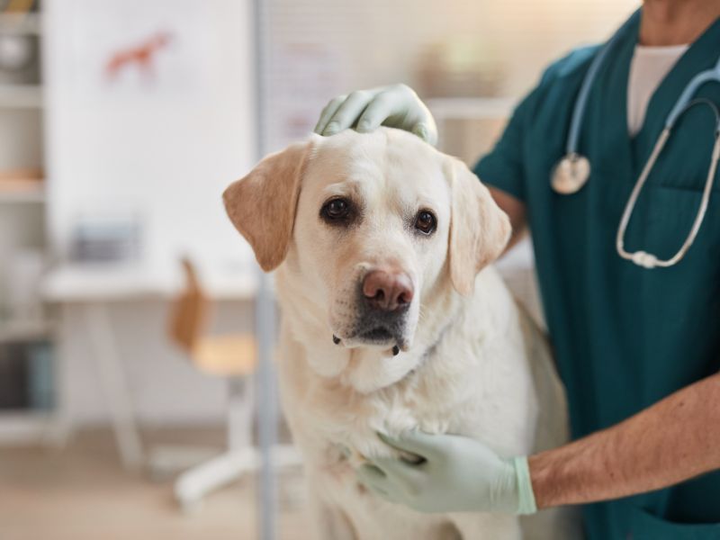 prevenzione oncologica cane