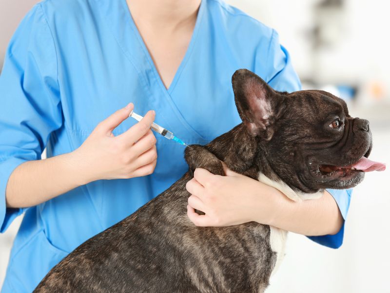 vaccinazioni cani rabbia