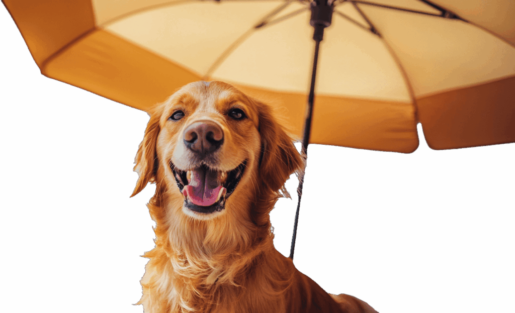 solo cane new sotto ombrellone min