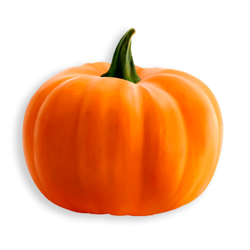 zucca.png