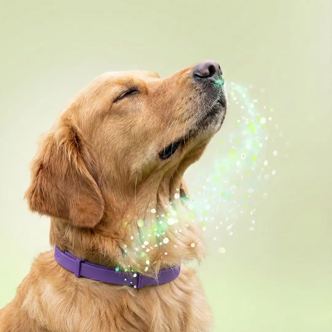 1764446928366 how calmicollar works2.webp